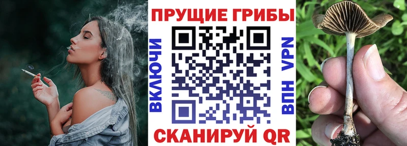 Псилоцибиновые грибы Psilocybe  MEGA рабочий сайт  Агрыз 